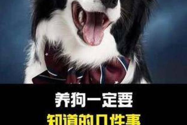 狗狗命运解读：你家爱犬的命是什么？
