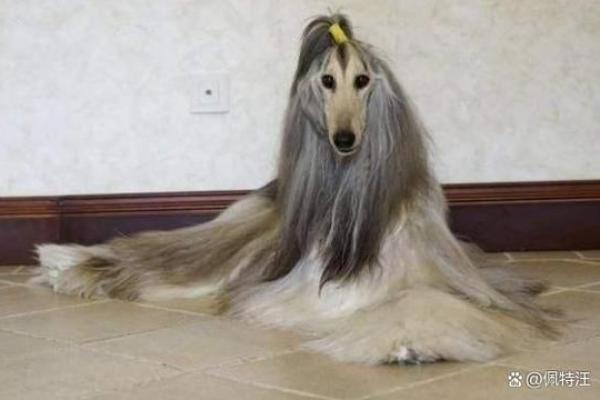 2018年出生的小狗命运解析：探索它们的独特性格与运势