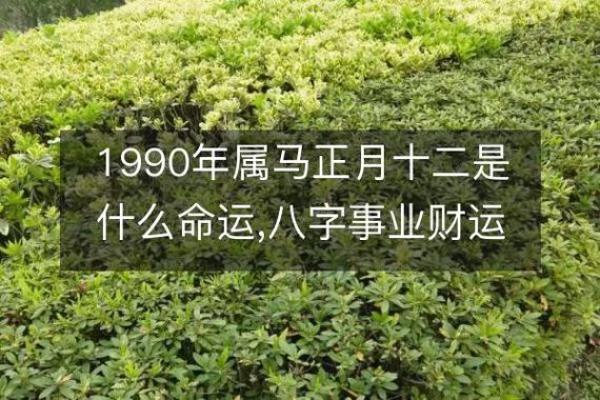 2002年属马的木命解析：了解你的性格与命运
