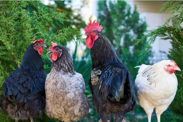 属鸡人的命运解析：2000年出生的鸡年命运与性格特点