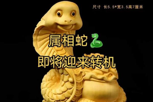 1972年蛇年命运解析：揭开生肖蛇的神秘面纱