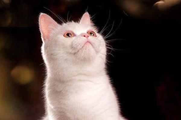 身材与命运：你不知道的那些秘密关系