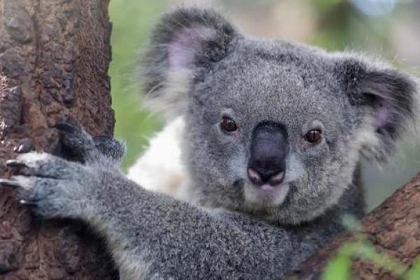 土命与金命之人适合养的动物推荐与解析