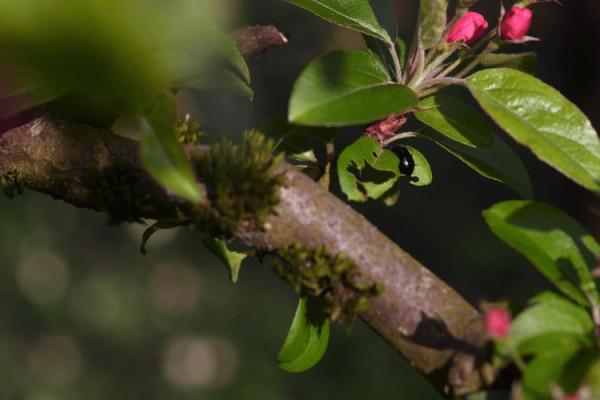 1950年属虎命理解析：穿越时光的生肖魅力与命运之旅
