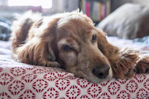 探寻土狗之命：揭示狗狗的命格与性格奥秘