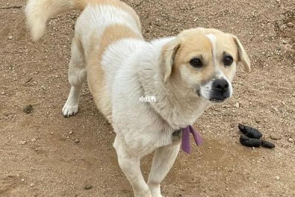 探寻土狗之命：揭示狗狗的命格与性格奥秘