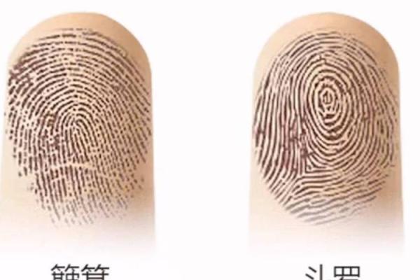 儿童指纹的独特密码:揭示命运与个性的奥秘 儿童指纹的独特密码:揭示命运与个性的奥秘