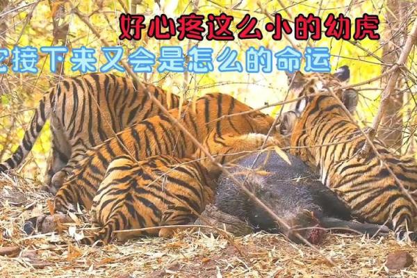 2022小老虎命运分析：探索生命中的机遇与挑战