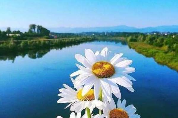 1968年出生的人生运程与命理解析:探寻命运的奥秘与人生的意义 1968年出生的人生运程与命理解析:探寻命运的奥秘与人生的意义