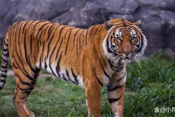 62年属虎的人缺什么命，如何弥补与提升运势？