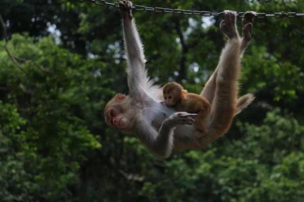 猴年出生者的命运与性格解析:探寻2106年猴宝宝的未来机遇与挑战 猴年出生者的命运与性格解析:探寻2106年猴宝宝的未来机遇与挑战