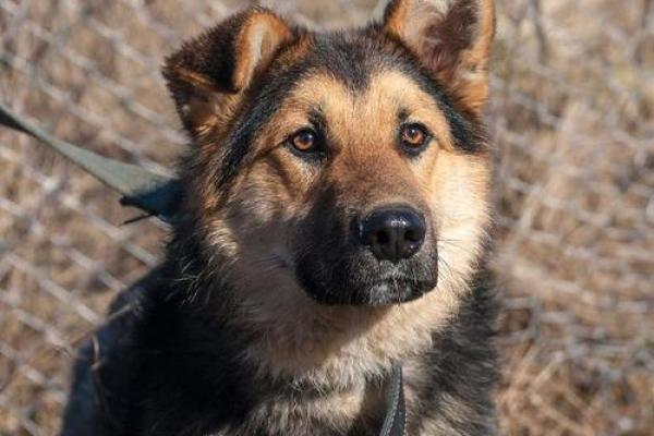 1982狗年属什么命：揭开生肖狗的神秘面纱