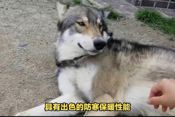 1982狗年属什么命：揭开生肖狗的神秘面纱