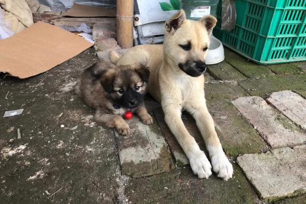 2018年出生的狗狗命理分析：揭示你的爱犬命运和性格特征