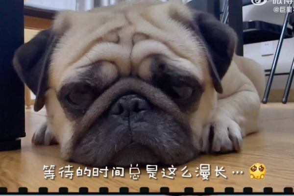 1933年属鸡人的命运分析与生活智慧