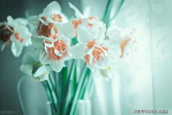 摩羯座女性的命运：坚韧与智慧的碰撞，成就人生辉煌