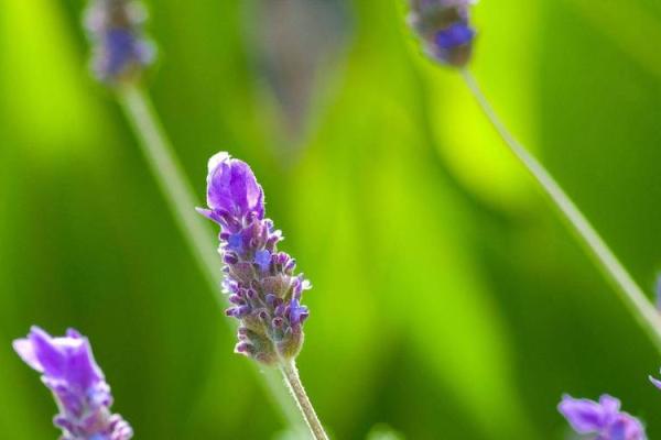 珍惜生命的重要性：从“惜命是命”谈起