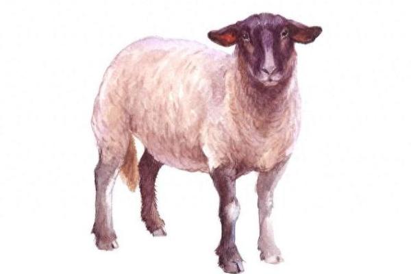 54属羊人的命运解析:了解你的天赋与潜力 54属羊人的命运解析:了解你的天赋与潜力