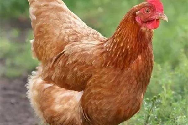 1993年正月属鸡的命运解析：如何趋吉避凶，实现人生理想