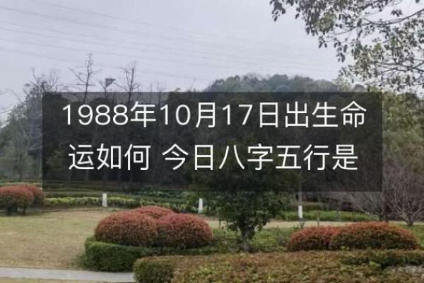 1988年出生者的命运与性格分析：揭示隐藏的潜力与发展方向