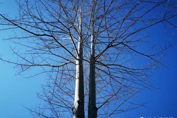 命运之钥：探秘19880812出生者的独特人生旅程