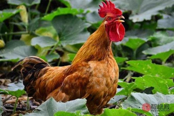 1947年属鸡人的命运分析与生活智慧 1947年属鸡人的命运分析与生活智慧