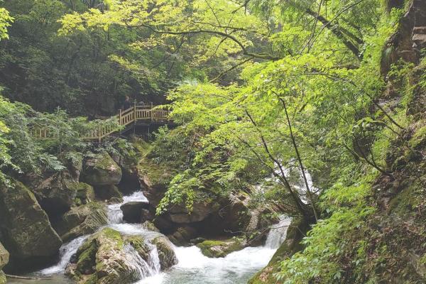 土命与木命的属相解析:命理中的神秘之旅 土命与木命的属相解析:命理中的神秘之旅