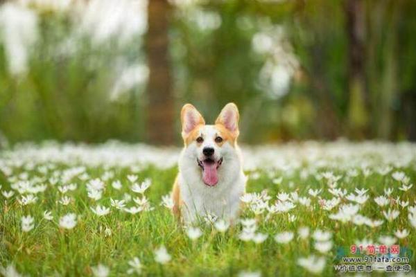 1970年属狗女孩的命运揭秘与人生指南