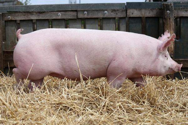 1994年属猪的命运与性格特征解析