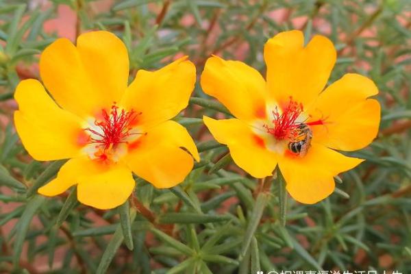 91年女性命运解析:从八字看适合的职业与人生走向 91年女性命运解析:从八字看适合的职业与人生走向