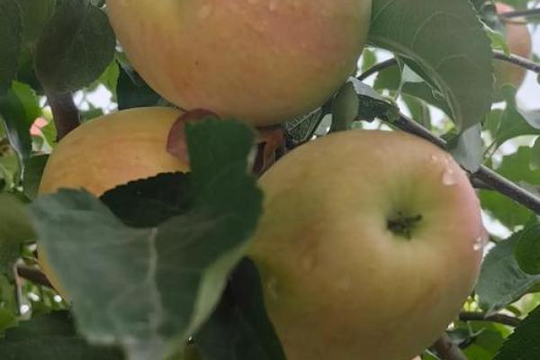 2017年属鸡人的命理解析与生活指引:如何把握命运,迎接美好未来 2017年属鸡人的命理解析与生活指引:如何把握命运,迎接美好未来