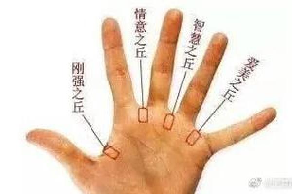 食指的长短与命运的微妙联系