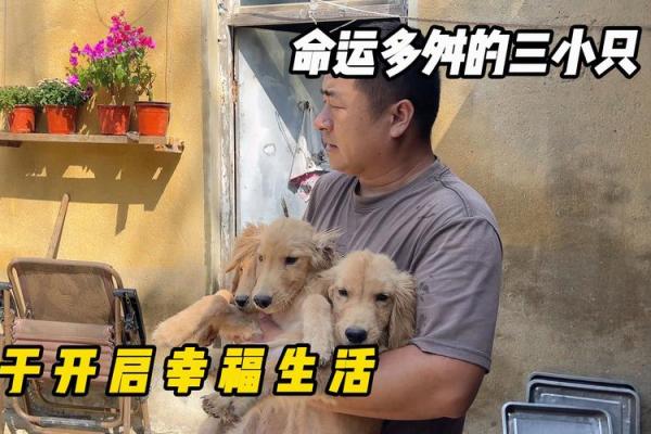 命运多舛：在坎坷中寻找光明的希望之路