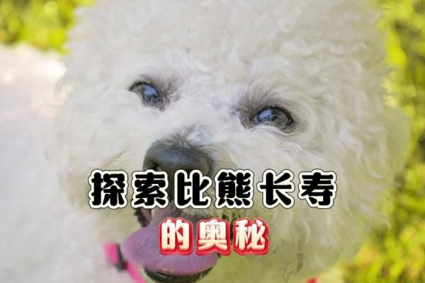 深入了解1982年狗年命运与性格特征的奥秘 深入了解1982年狗年命运与性格特征的奥秘