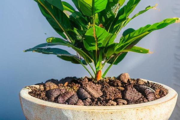 大海命的招财秘籍：用这些物品助你财运亨通！