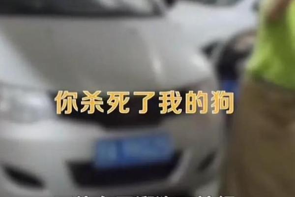 2016年狗年命运解读：探寻狗年的幸运与挑战