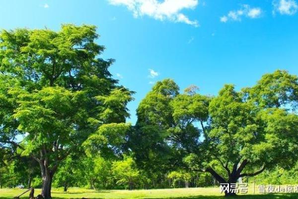 木命女性适合寻找什么命的男性？探究命理中的最佳伴侣
