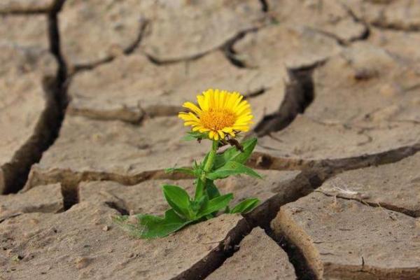 1967年出生的人，命理特点与人生轨迹分析