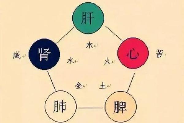 肺脾命命：探秘中医五脏背后的神秘关系与健康启示