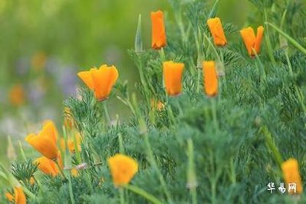 戊土命与最佳姻缘：如何选择合适的伴侣提升桃花运