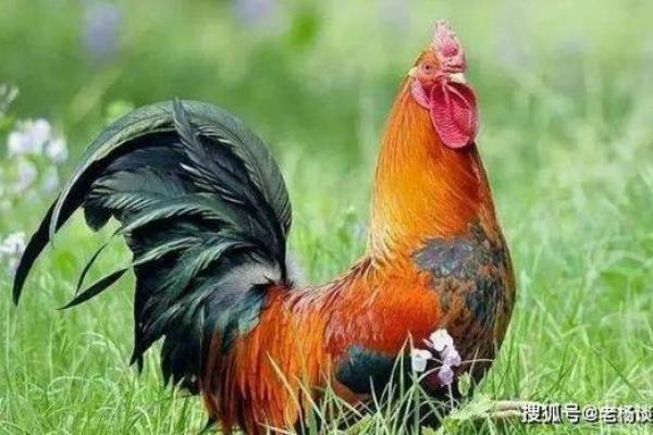 2005鸡年命运解析：如何把握运势，迎接新机遇