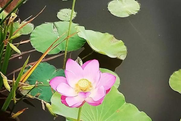 2018年土命人与金命的完美结合：探讨性格、爱好与相互成就的奇妙关系