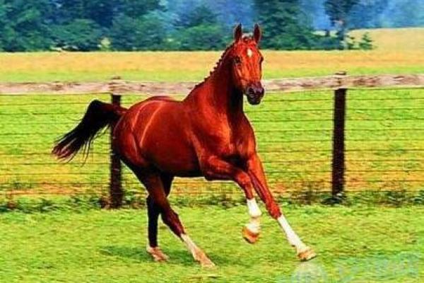 中午出生的属马人：热情与坚定共存的命运之旅