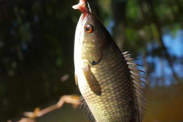 水命与金命的鱼类养殖：如何选择适合的鱼种？