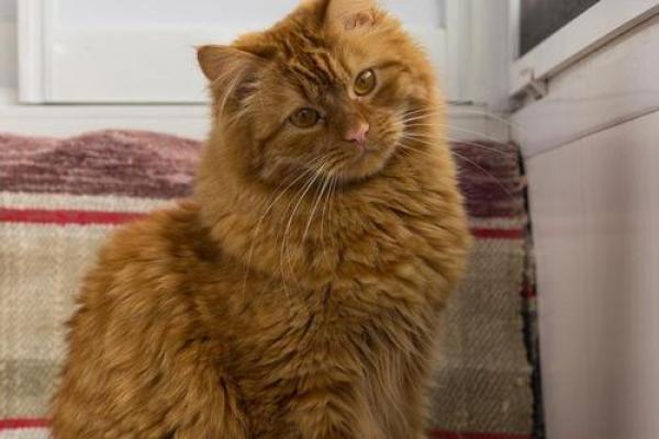 狗属土命,猫的命理解析:揭示猫的命运与个性之谜 狗属土命,猫的命理解析:揭示猫的命运与个性之谜