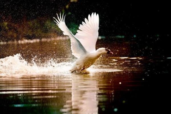 2018金马奖：光影盛典背后的那些秘密与细节