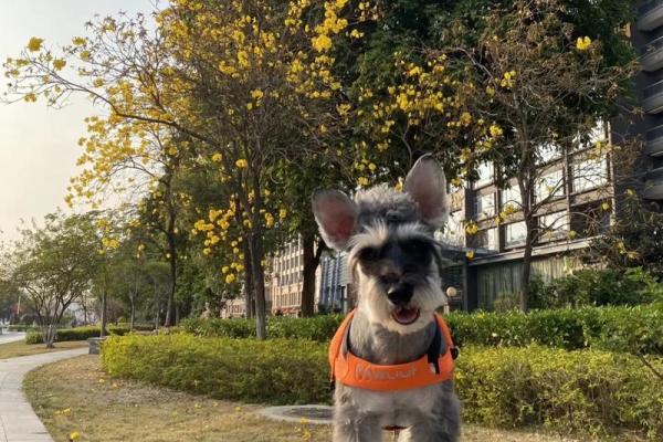 2006年狗年:狗的命运与生活启示 2006年狗年:狗的命运与生活启示