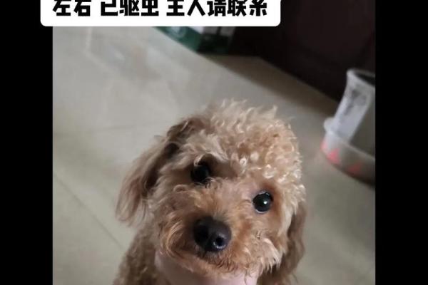 2006年狗年:狗的命运与生活启示 2006年狗年:狗的命运与生活启示