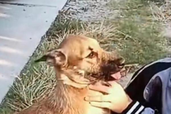 1995年属鼠：智勇双全的旅途与命运解析