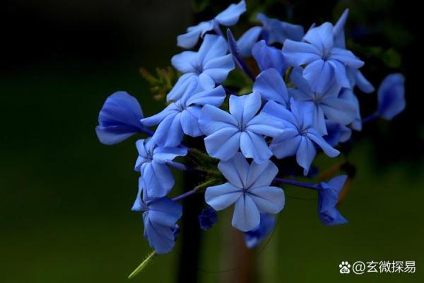 海水命男人与最佳命配对:探索命理的奇妙结合 海水命男人与最佳命配对:探索命理的奇妙结合